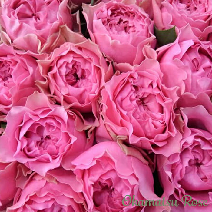 楽天市場】予約販売 バラ苗 バラ新苗 さざ波 契約品種 薔薇 ばら 国産