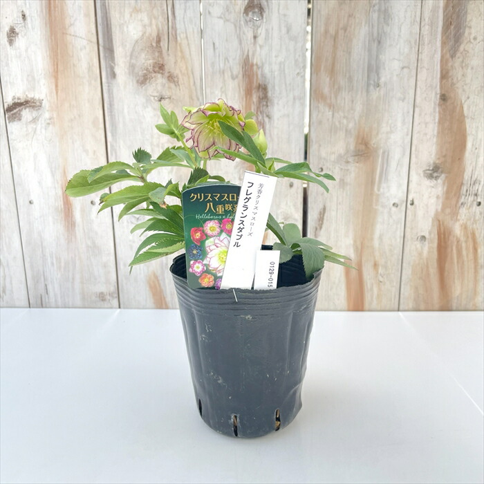 楽天市場】クリスマスローズ フレグランスダブル ホワイトグリーン