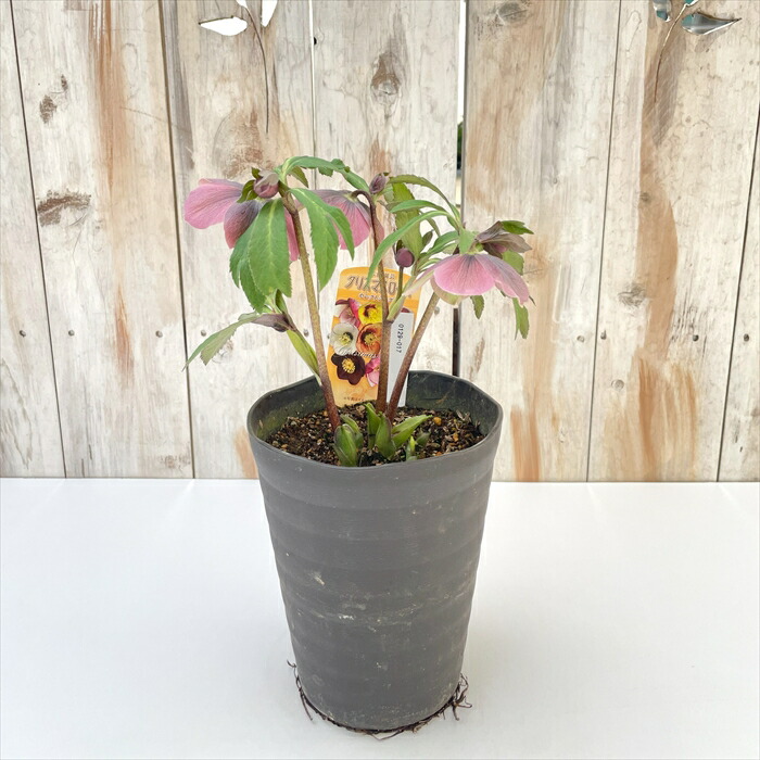 楽天市場】クリスマスローズ 広瀬園芸 セレクトシングル バイカラー