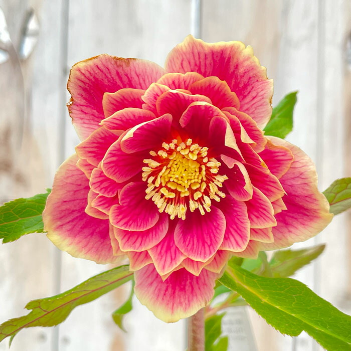 ♡広瀬園芸♡ S Sピンクぼかし　イエローネクタリ ソレイユ系 helleborus ピンクリバーシブル セミダブル #helleborus #クリスマス