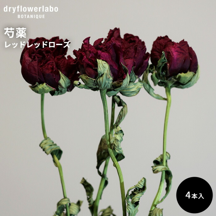 楽天市場】ドライフラワー 芍薬 シャクヤク レッドレッドローズ 4本
