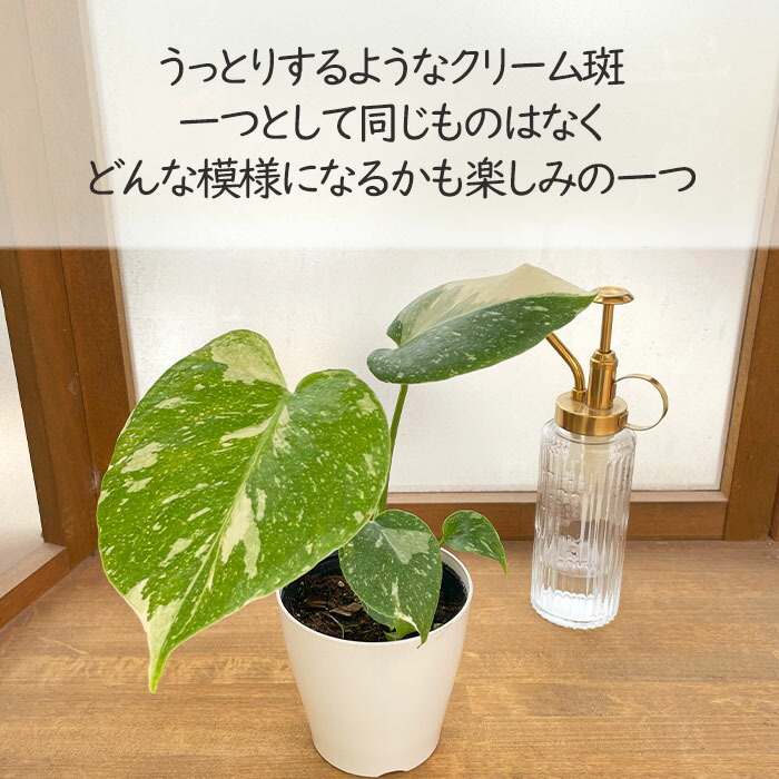 楽天市場】予約販売 観葉植物 モンステラ タイコンステレーション 白斑