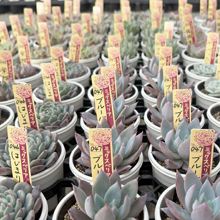 楽天市場】多肉植物 oriミックスベリア No.045 紫紺の矢 多肉植物 お