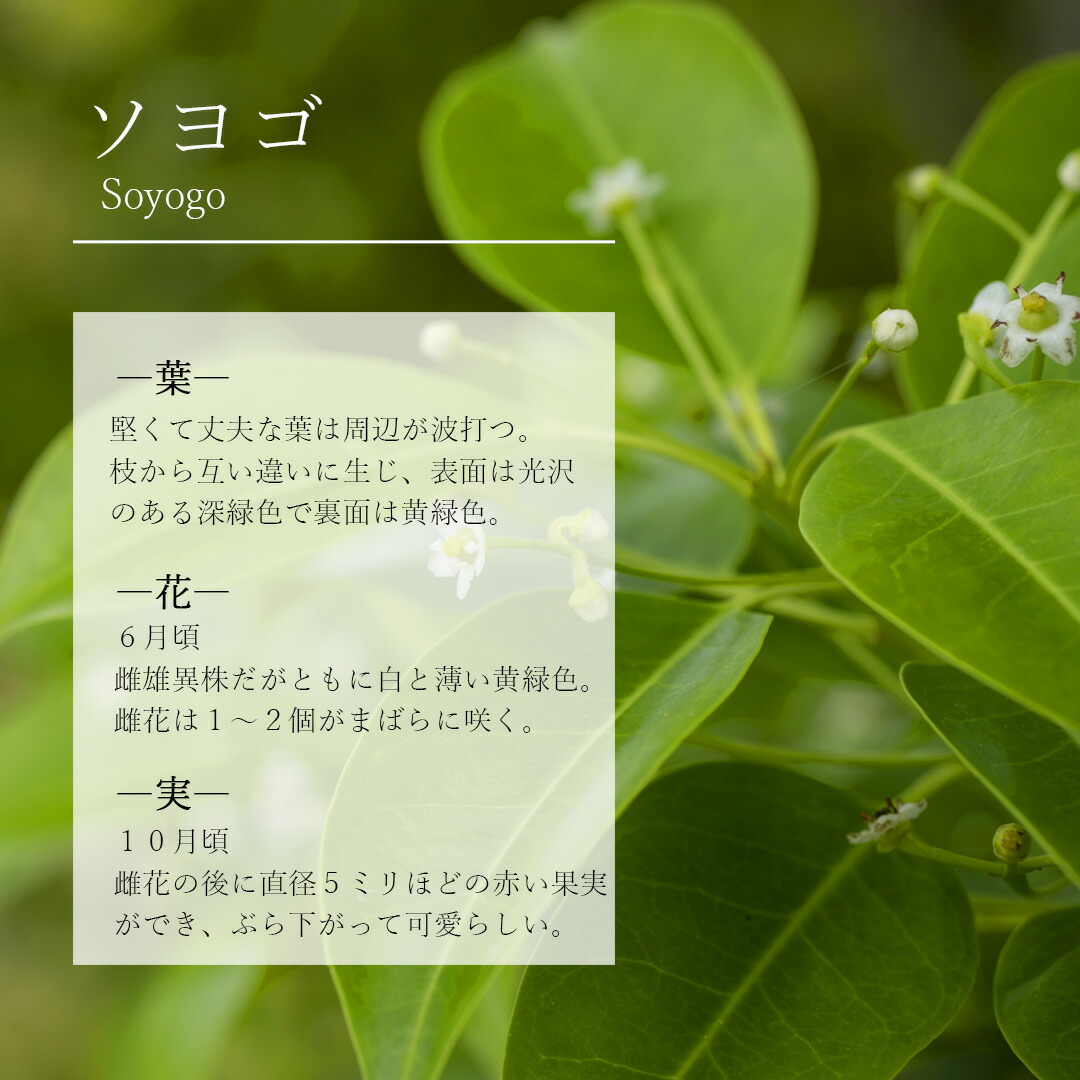 楽天市場】【ソヨゴ】株立ち 自然風樹形 雌株 樹高H≒210 × 枝張W