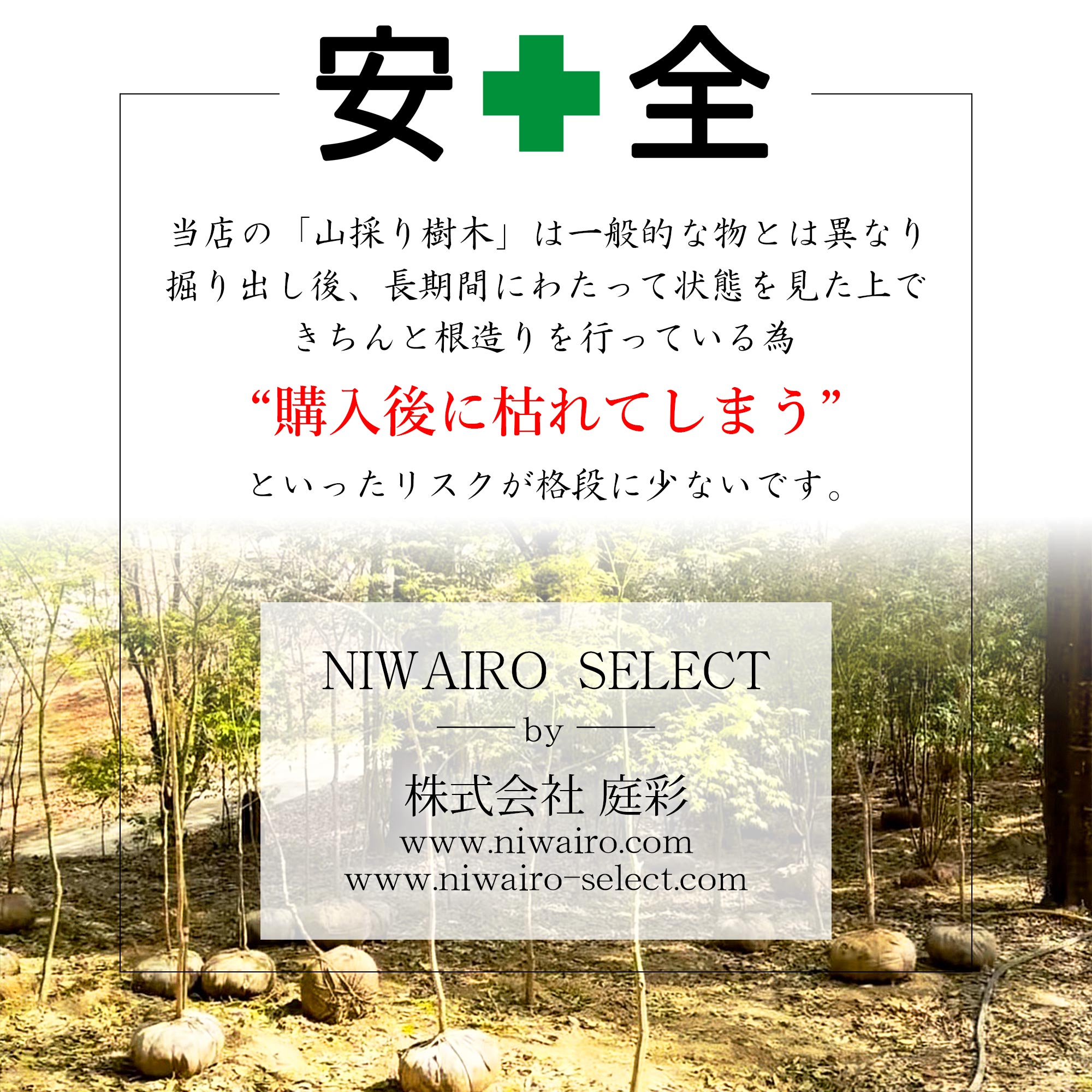 楽天市場】【現品】山採り【クロモジ】黒文字 株立ち 自然風樹形 樹高H