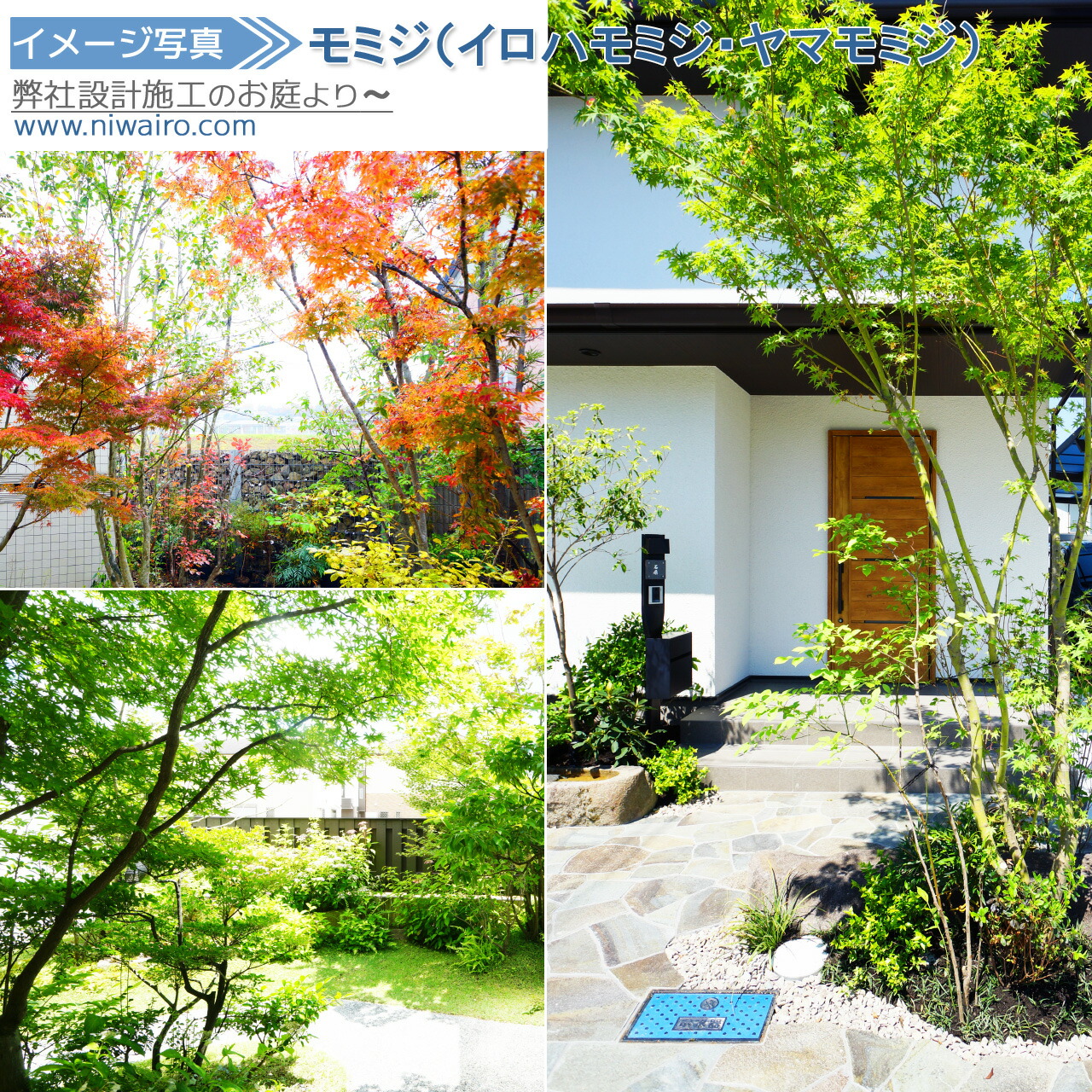 楽天市場】山採り【モミジ】ヤマモミジ 自然樹形 樹高H≒170 × 枝張W