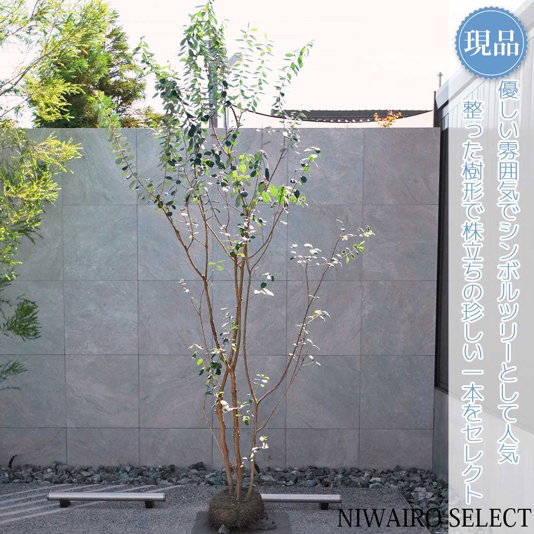 楽天市場】フェイジョア株立ちの通販