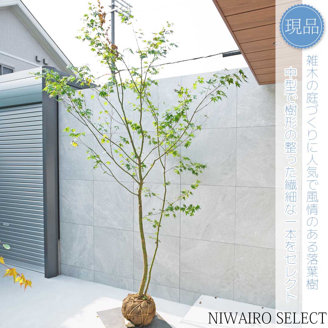 楽天市場】【現品】山採り【イロハモミジ】紅葉 株立ち 自然風樹形