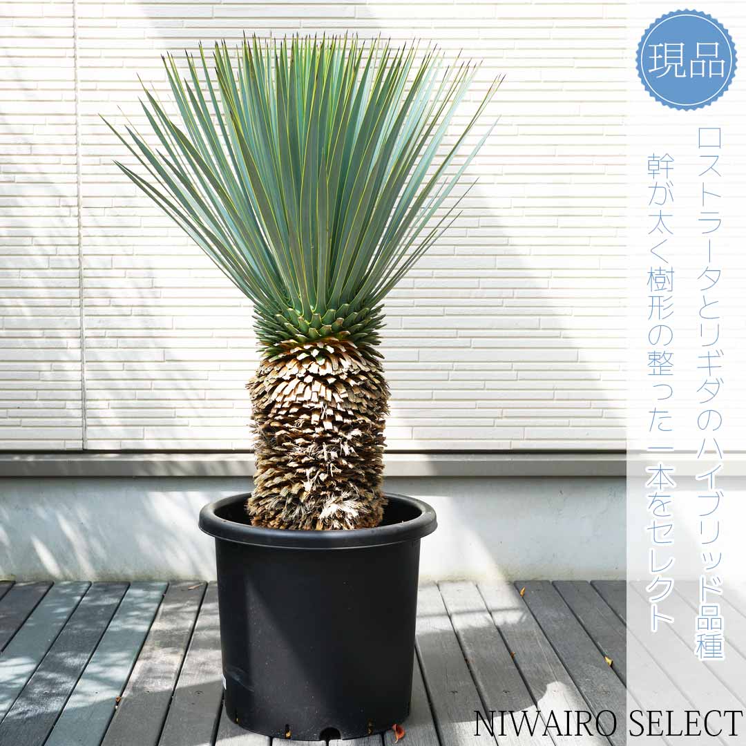 楽天市場】【現品】【マルデヌベス ロストラータver】ユッカ