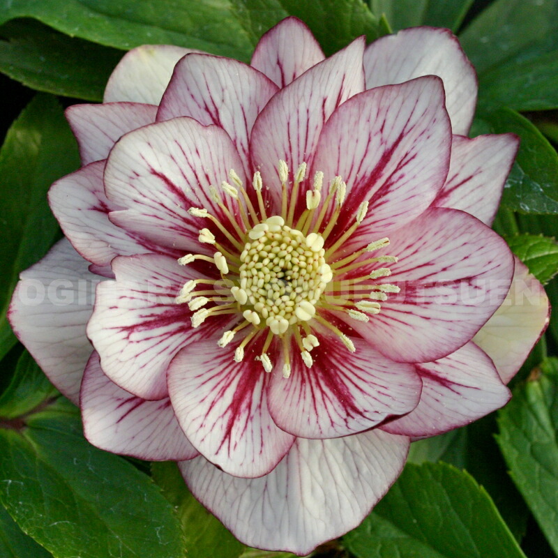 楽天市場】クリスマスローズ クイーンダブル・ホワイト ピコティ