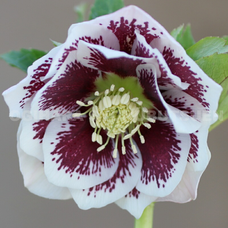 楽天市場】クリスマスローズ ブロッチの通販