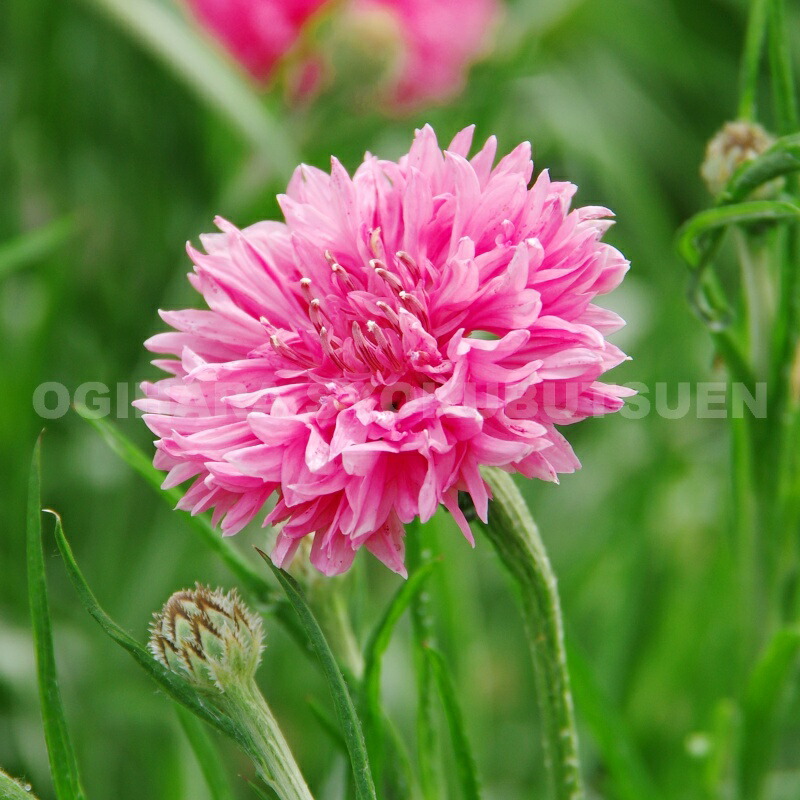 楽天市場】セントーレア（矢車菊） ピンク : おぎはら植物園