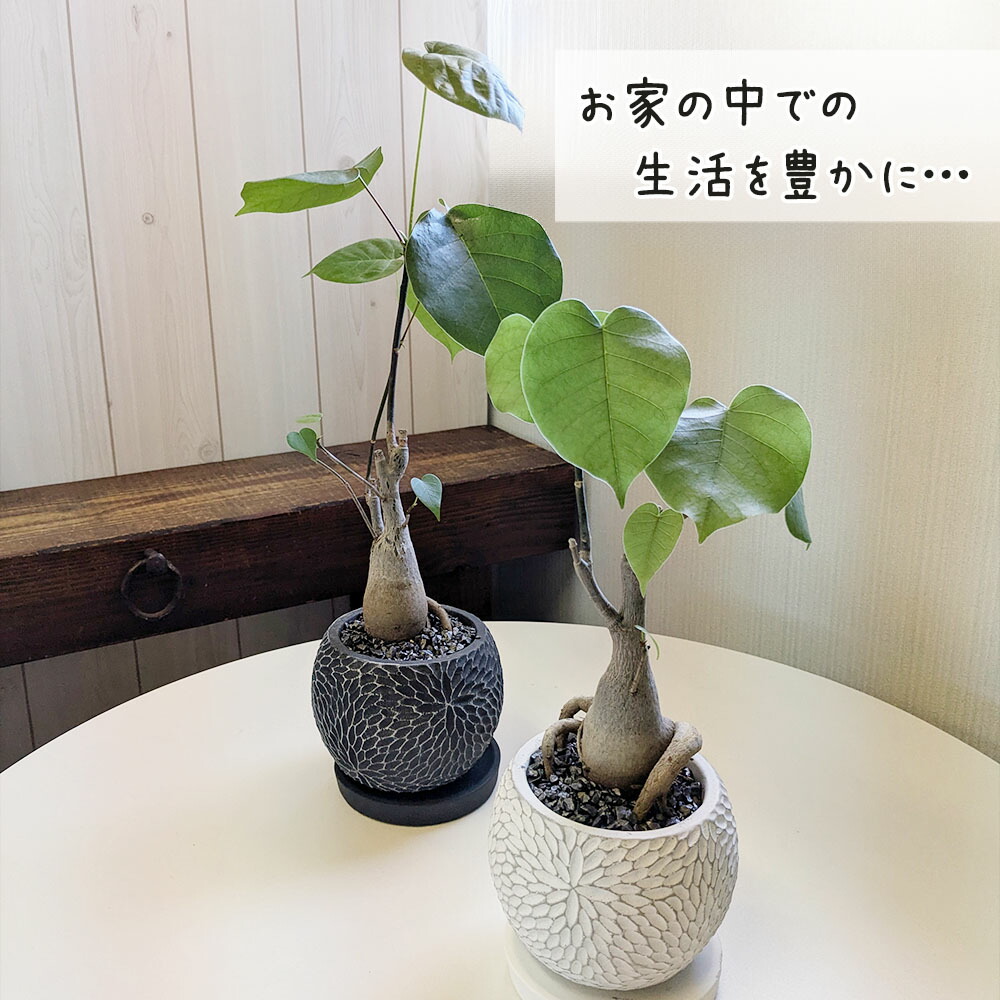 楽天市場】観葉植物 プセウド ボンバックス エリプティクム 4号 選べる