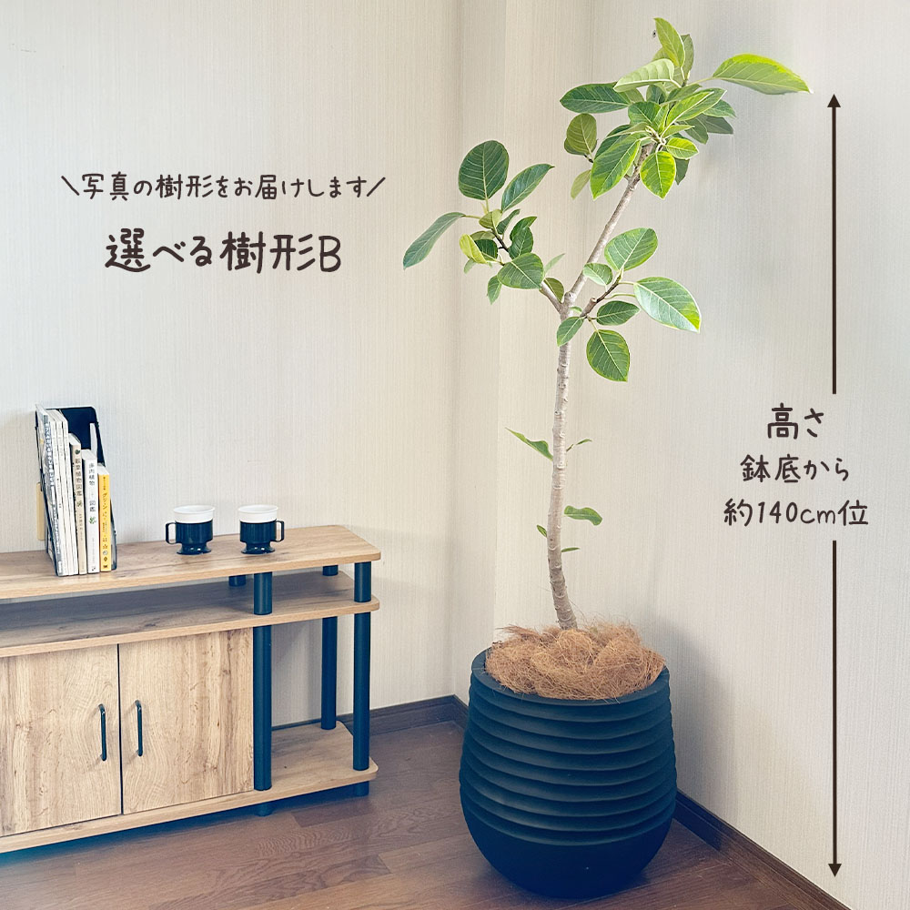 楽天市場】【店内全品2個同時購入10％OFFクーポン配布中】 観葉植物