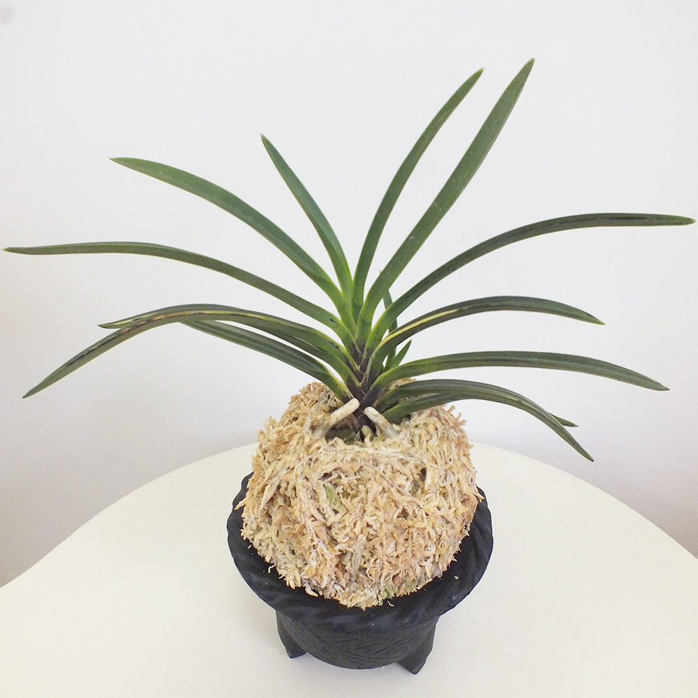 楽天市場】富貴蘭 風蘭 蘭 長寿楽 【現品】 チョウジュラク 2本立 限品