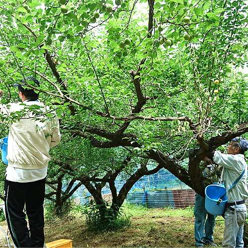 楽天市場】あらごし仕立てのネクタータイプの梅ドリンク 樹上完熟梅