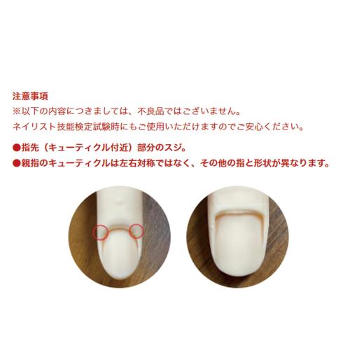 楽天市場】STモデルハンド /両手セット（JNEC 第1期認定モデルハンド