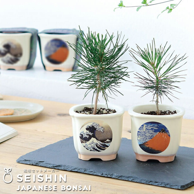 楽天市場】栽培キット 栽培セット 聖新陶芸 JAPANESE BONSAI GD-640