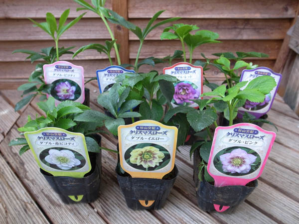 楽天市場】クリスマスローズ ダブル 7種類セット 送料無料！杉山交配