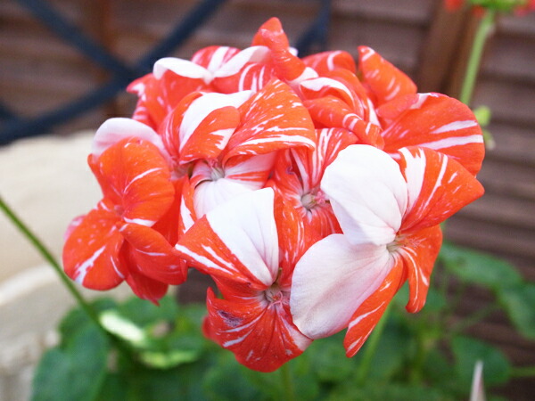 楽天市場】ゼラニューム シングルニューライフ 5号サイズ 鉢植え