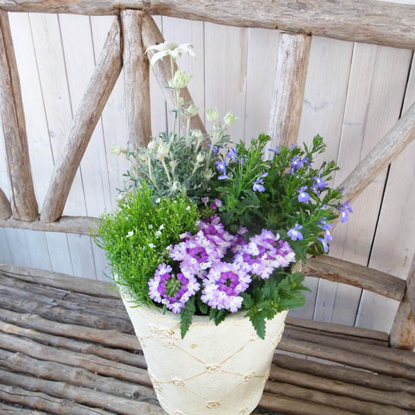 楽天市場】春のブルー＆ホワイト 寄せ植え 4株セット フランネル 宿根