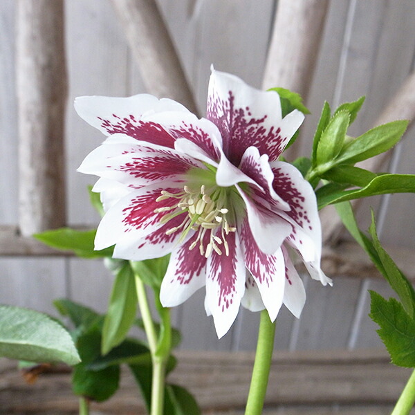 楽天市場】クリスマスローズ ダブル 開花株 ホワイトブロッチ 5号 現品