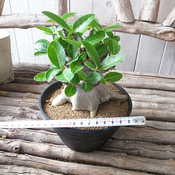 楽天市場】コーデックス アデニウム アラビカム 太幹タコ足 5号鉢