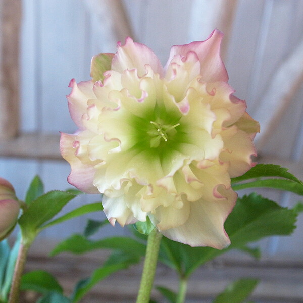 楽天市場】クリスマスローズ ダブル 開花株 アプリコットピンク 4.5号