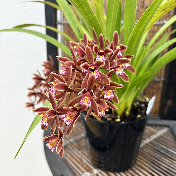 キンリョウヘン ミツバチ」の人気商品一覧 | 安い商品を通販サイトから