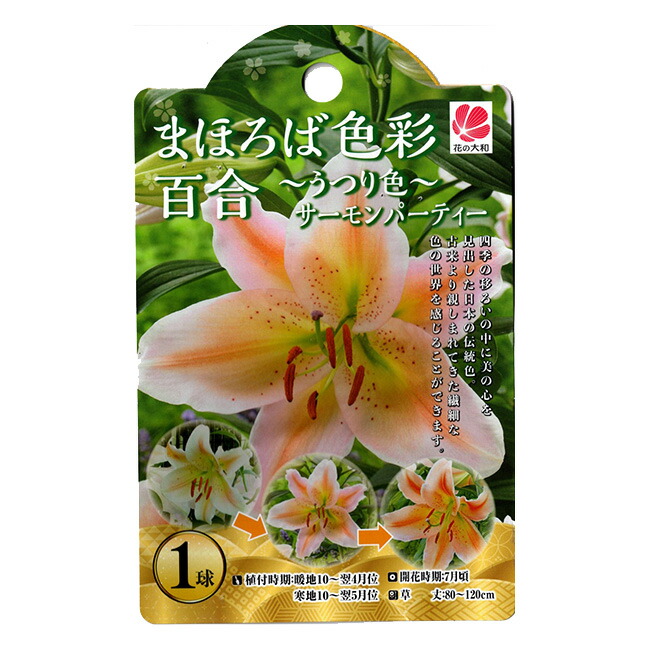 楽天市場】花の大和 球根 ユリ まほろば色彩百合 〜うつり色