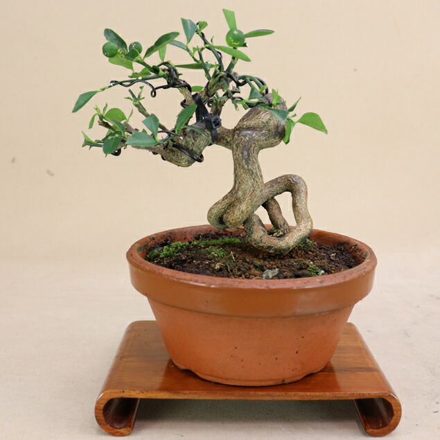 楽天市場】【 キンズ / 金豆 】 将来性抜群の素材 小品盆栽（いよじ園