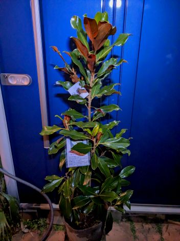 楽天市場】泰山木 苗の通販