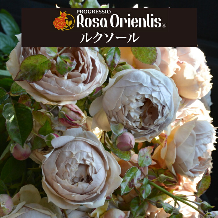 楽天市場】送料無料【ルクソール 6号鉢大苗予約】鉢植え バラ 薔薇