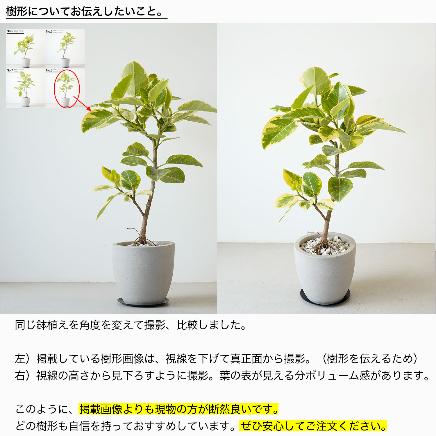 楽天市場】観葉植物 大型 おしゃれ 大きい 選べる フィカス アルテシマ