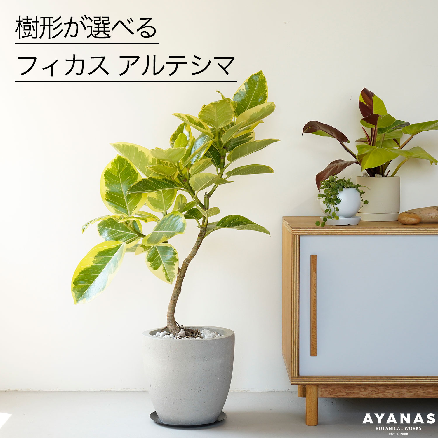 楽天市場】観葉植物 大型 おしゃれ 大きい 選べる フィカス アルテシマ