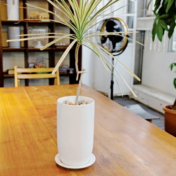 楽天市場】植木鉢 おしゃれ 陶器鉢 オストトールエッグ(2サイズ)＜ 4号