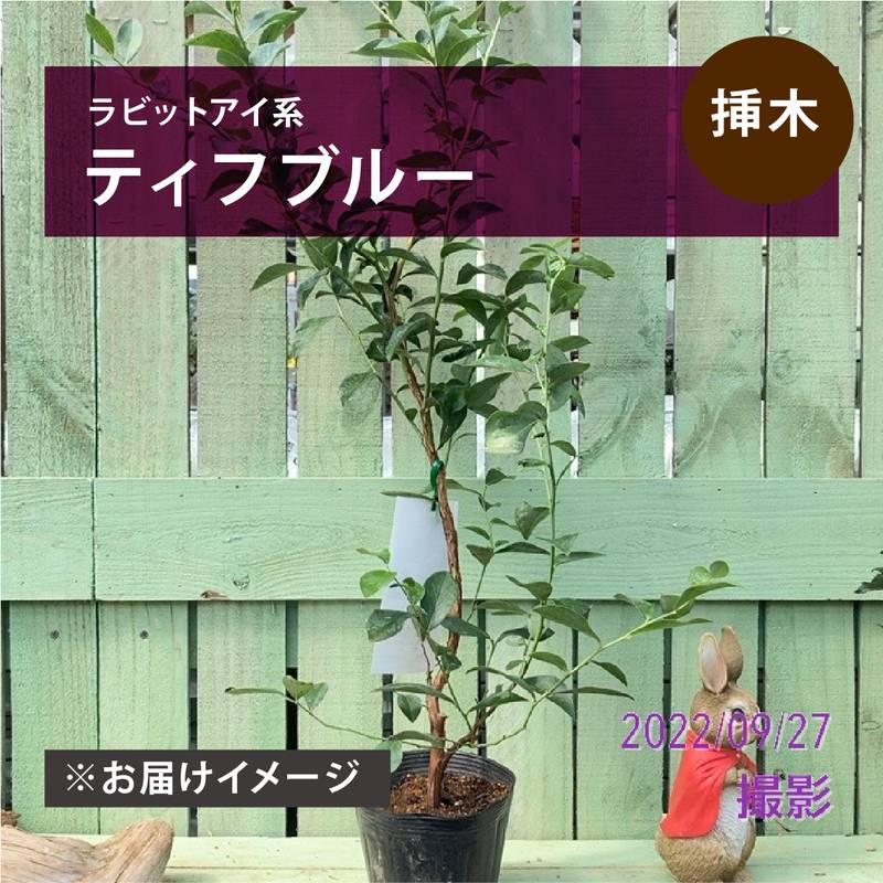 苗 ブルーベリー ティフブルー」の人気商品一覧 | 安い商品を通販