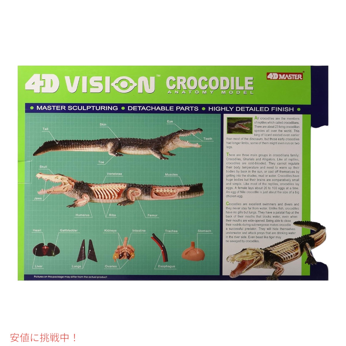 楽天市場】4Dビジョン ワニ解剖模型 4D Vision Crocodile Anatomy Mode