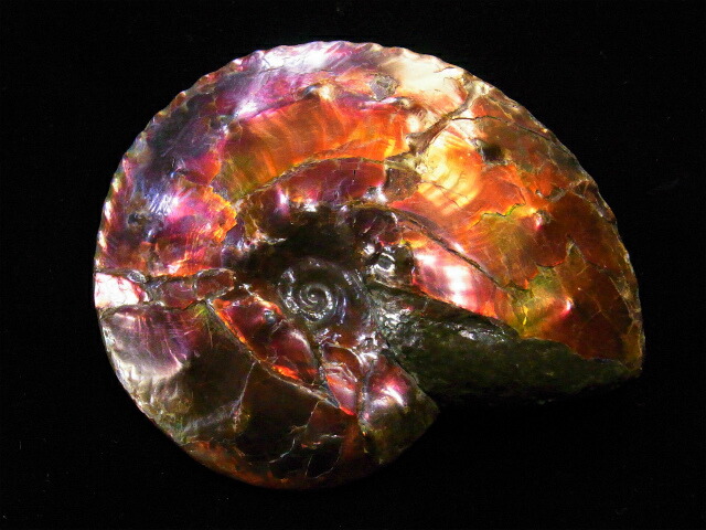 楽天市場】アンモライト原石標本 : アンモライト研究所