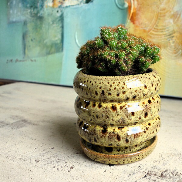 楽天市場】脳みそサボテン ブレインカクタス バリアビリス石化