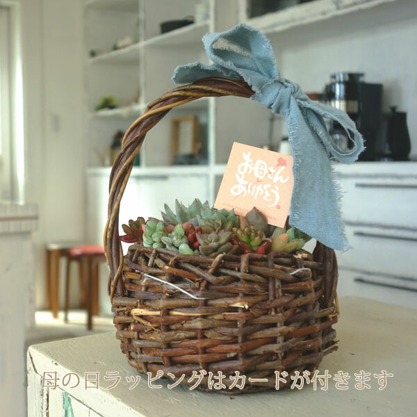 楽天市場】多肉植物 バスケット かわいい寄せ植え 人気 : APOA