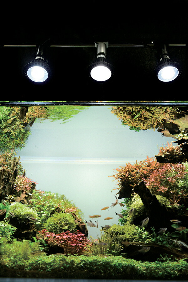 楽天市場】京セラ CERAPHIC いきもの電球 6500K(昼光色) : アクア