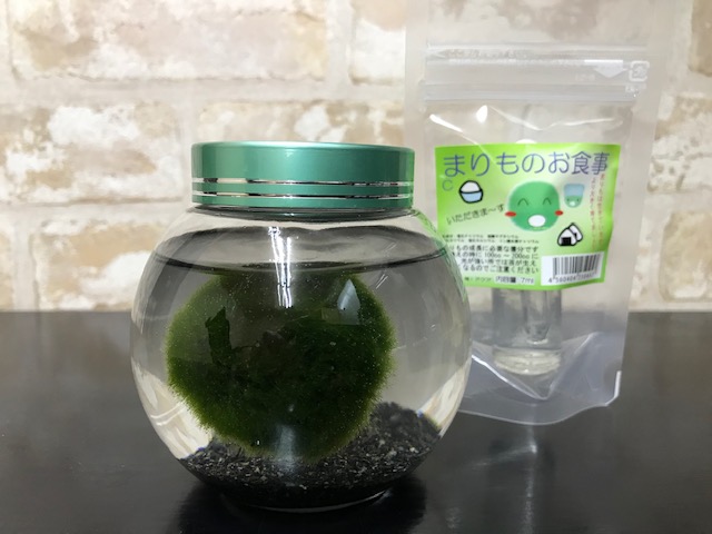 楽天市場】【西洋マリモ】丸瓶天然まりも3cm栄養剤セット : Aqua
