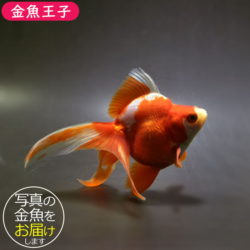 楽天市場】【金魚王子】更紗琉金 12cm前後 (個体番号：cde133) 金魚