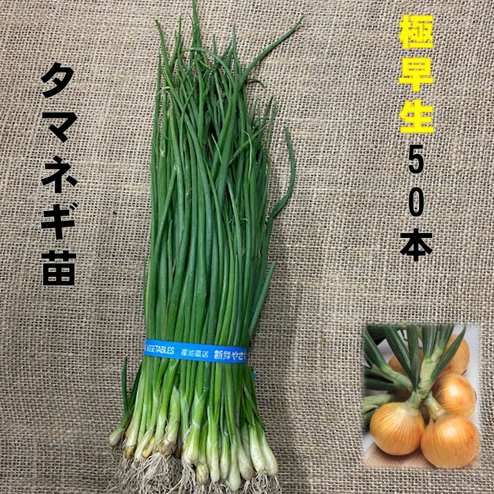 楽天市場】11/18発送 玉ねぎ苗 極早生種 50本 4/下旬頃〜収穫品種 小