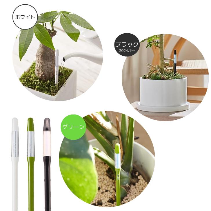 楽天市場】サスティー Sサイズ2本 グリーン ホワイト ブラック 2〜3