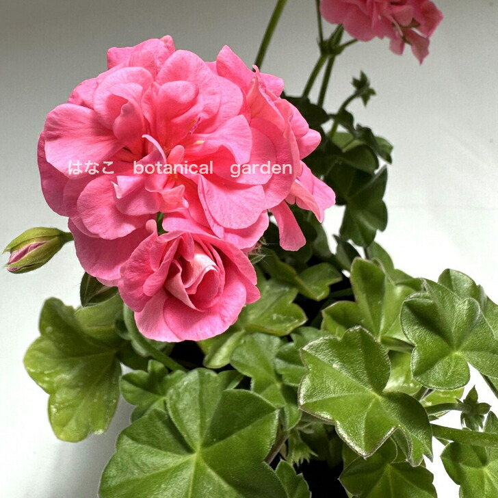 楽天市場】【ゼラニウム 苗】アイビーゼラニウム 大輪八重咲き ピンク