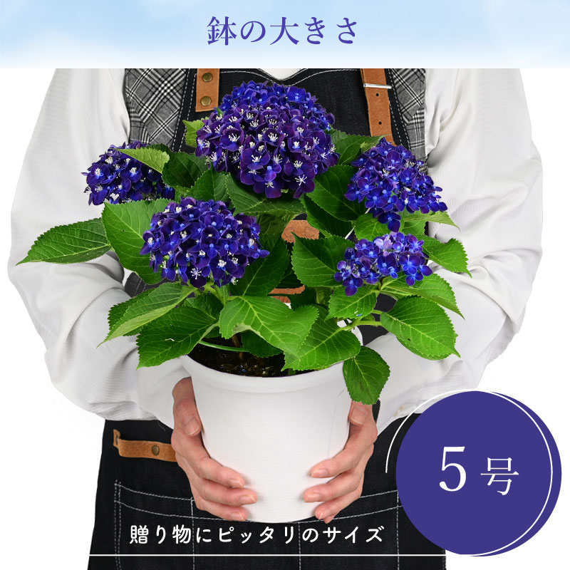 楽天市場】【数量限定】紫陽花 ネイビーブルー 5号鉢 鉢植え ギフト 母