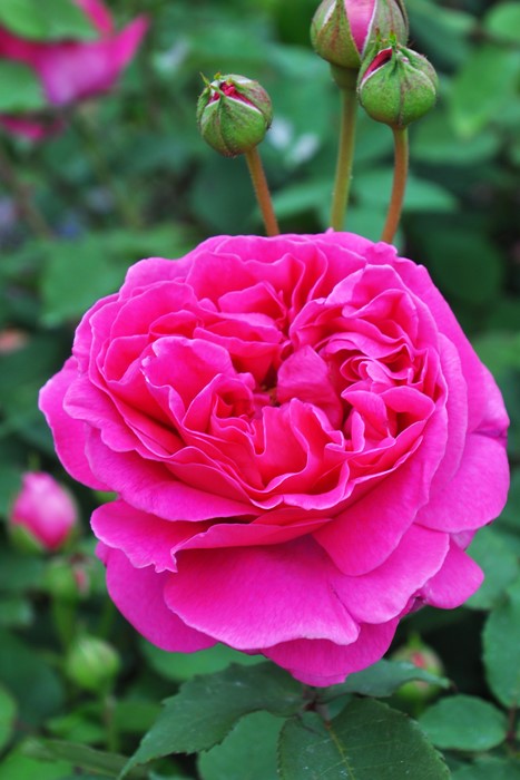 楽天市場】バラ苗【中苗】マダムイサークプレール 国産苗 6号鉢植え品