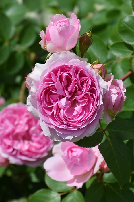 楽天市場】バラ苗【中苗】ロウラン【楼蘭】 国産苗 6号鉢植え品［農林